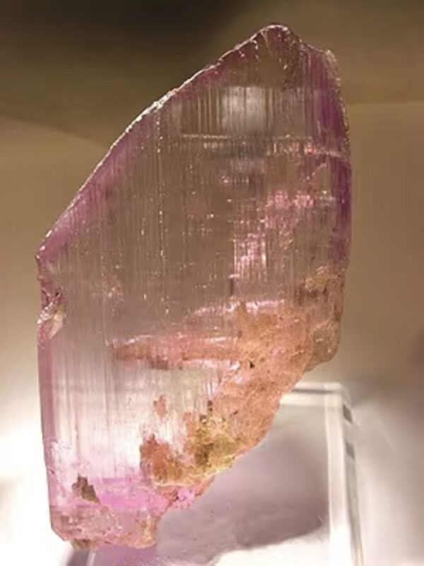 A translucent kunzite crystal displaying soft violet-pink pleochroic color, prismatic crystal form with natural striated surface texture, held in warm evening light