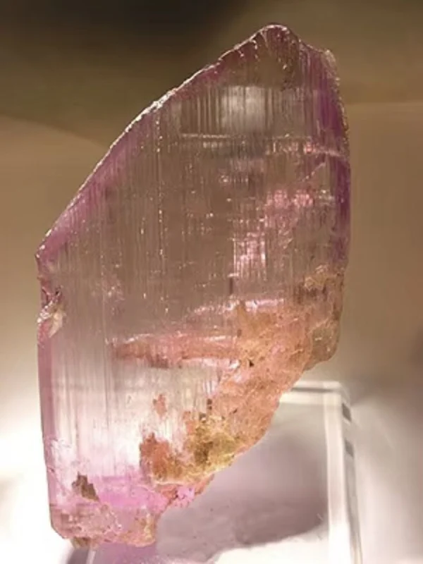 A translucent kunzite crystal displaying soft violet-pink pleochroic color, prismatic crystal form with natural striated surface texture, held in warm evening light