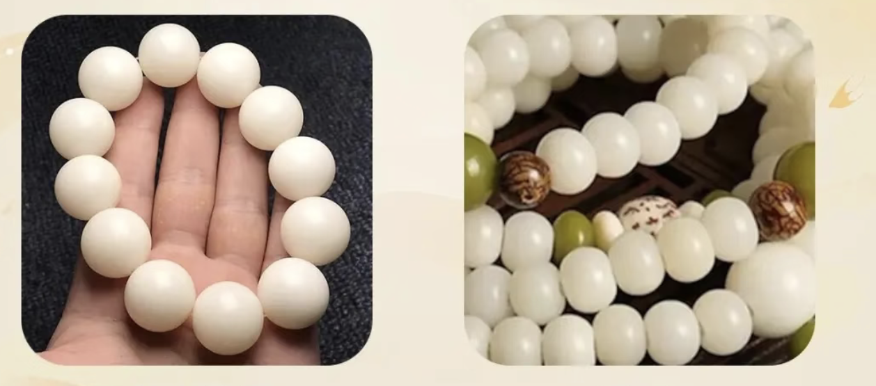 Talipot Palm (Corypha umbraculifera) with palmate leaves, or a Bodhi Root seed in rough and polished states.
Alt text: 'Talipot Palm tree, Corypha umbraculifera, Bodhi Root palm source plant, Southeast Asian sacred palm'