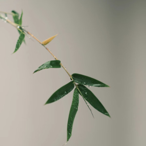 Bamboo