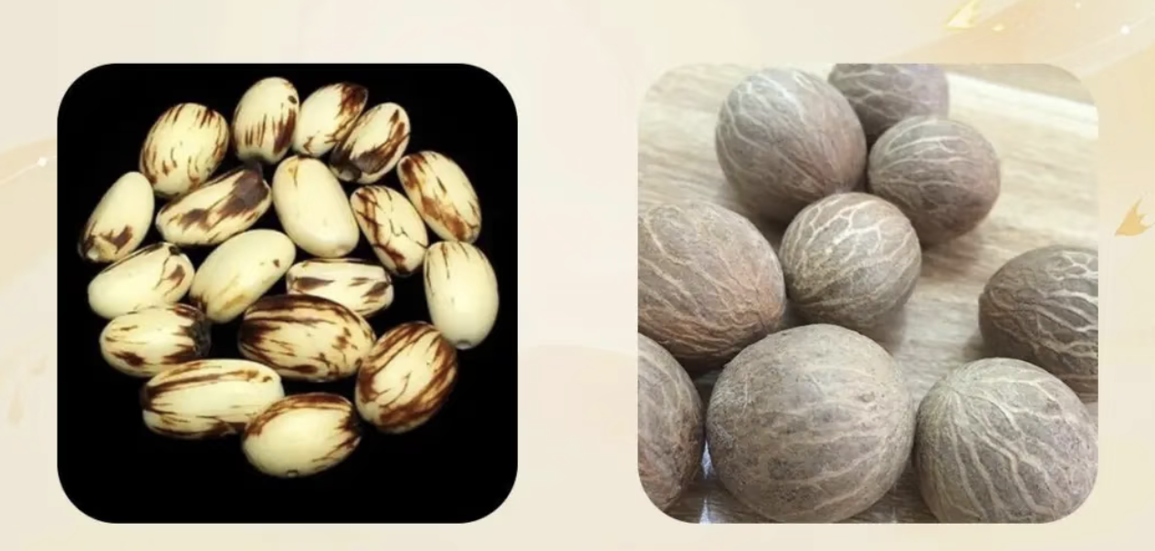 A polished Bodhi Root strand and a polished White Jade Seed strand side by side, showing the warm ivory of Bodhi Root vs the cool milky white of White Jade Seeds.
Alt text: 'Bodhi Root and White Jade Seed strands, polished palm seeds, ivory and milky white bodhi beads comparison'